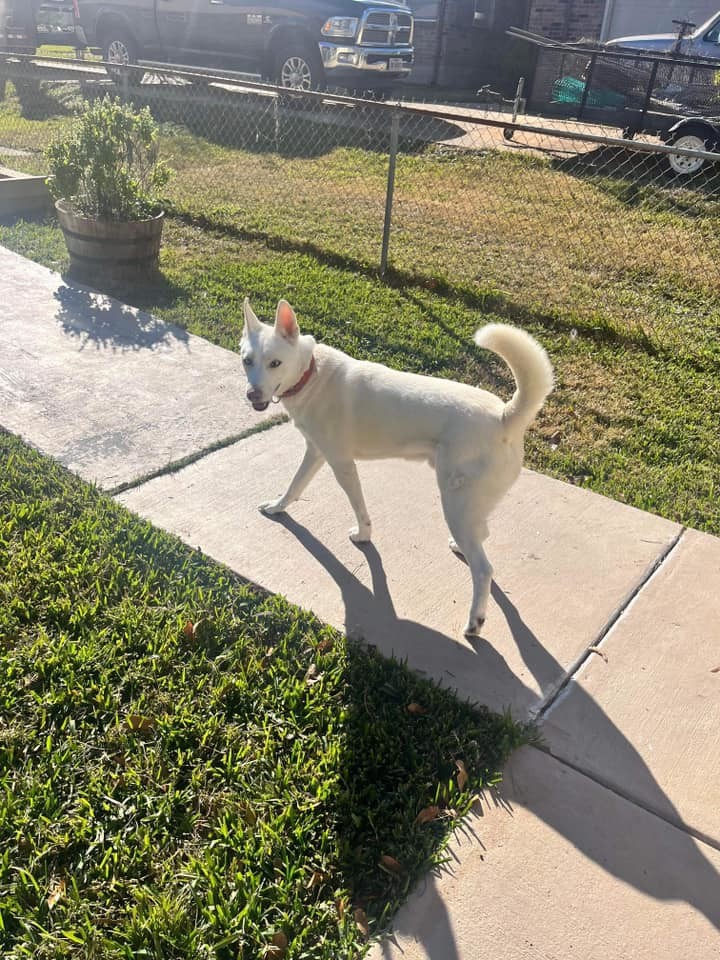 Salt, a Adoptable Siberian Husky in Sugar Land, TX image 1/15