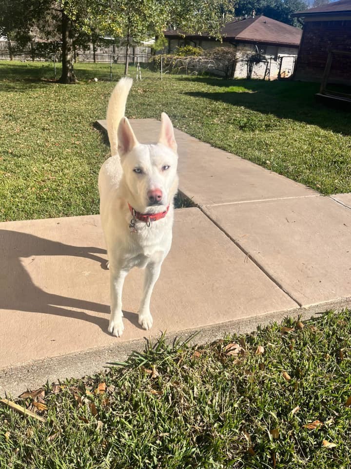 Salt, a Adoptable Siberian Husky in Sugar Land, TX image 2/15