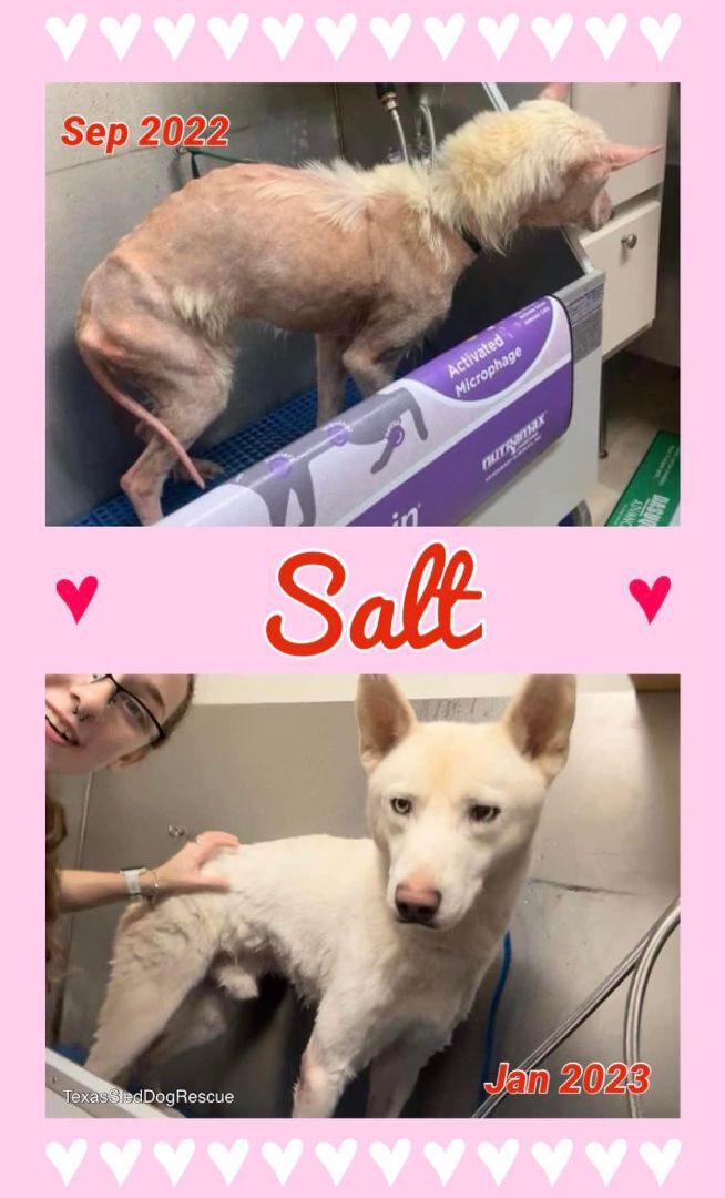 Salt, Adoptable, Adult Male Siberian Husky.