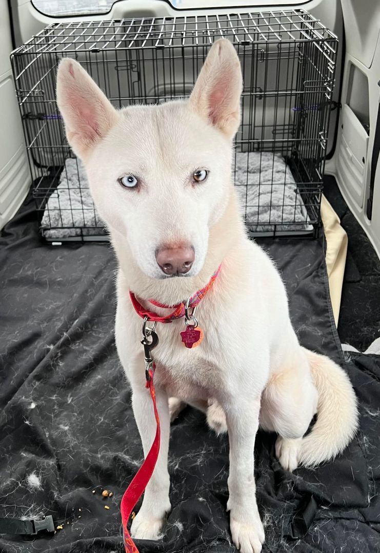 Salt, a Adoptable Siberian Husky in Sugar Land, TX image 5/15