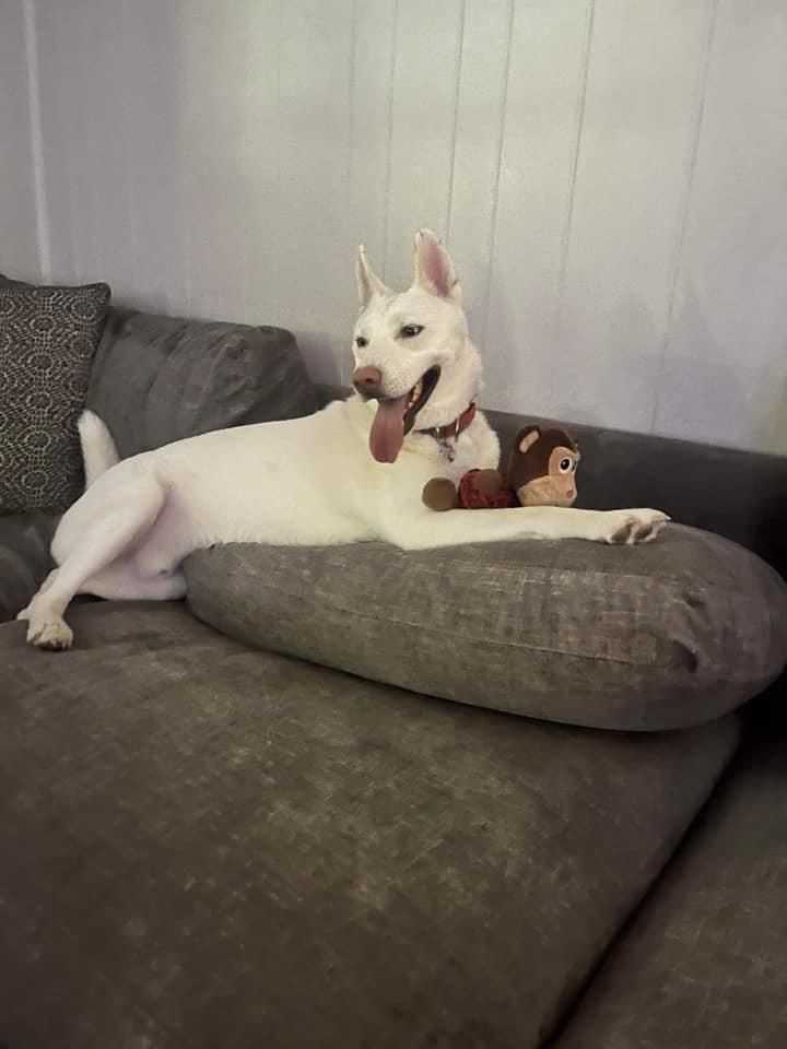 Salt, a Adoptable Siberian Husky in Sugar Land, TX image 6/15