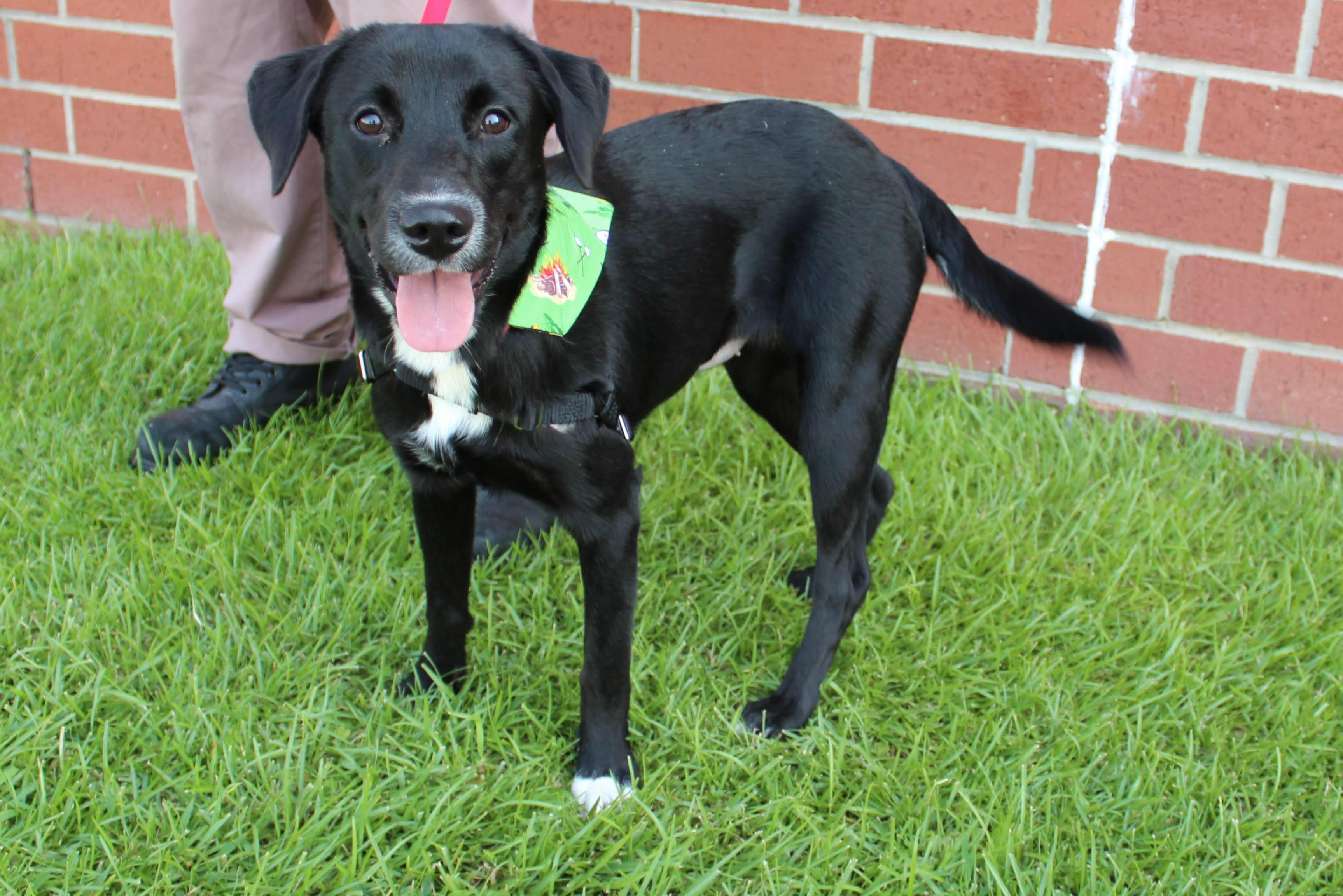 Enlarge Blaze, a ADOPTABLE mixed breed in Burgaw, NC image 1/1