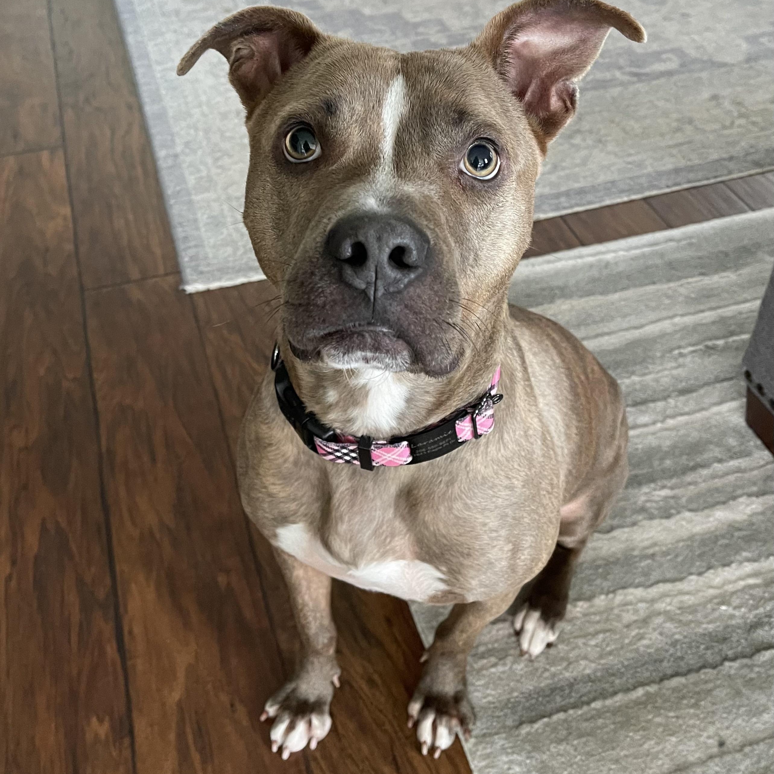 Laramie, an adopted mixed breed in Puyallup, WA image 5/6