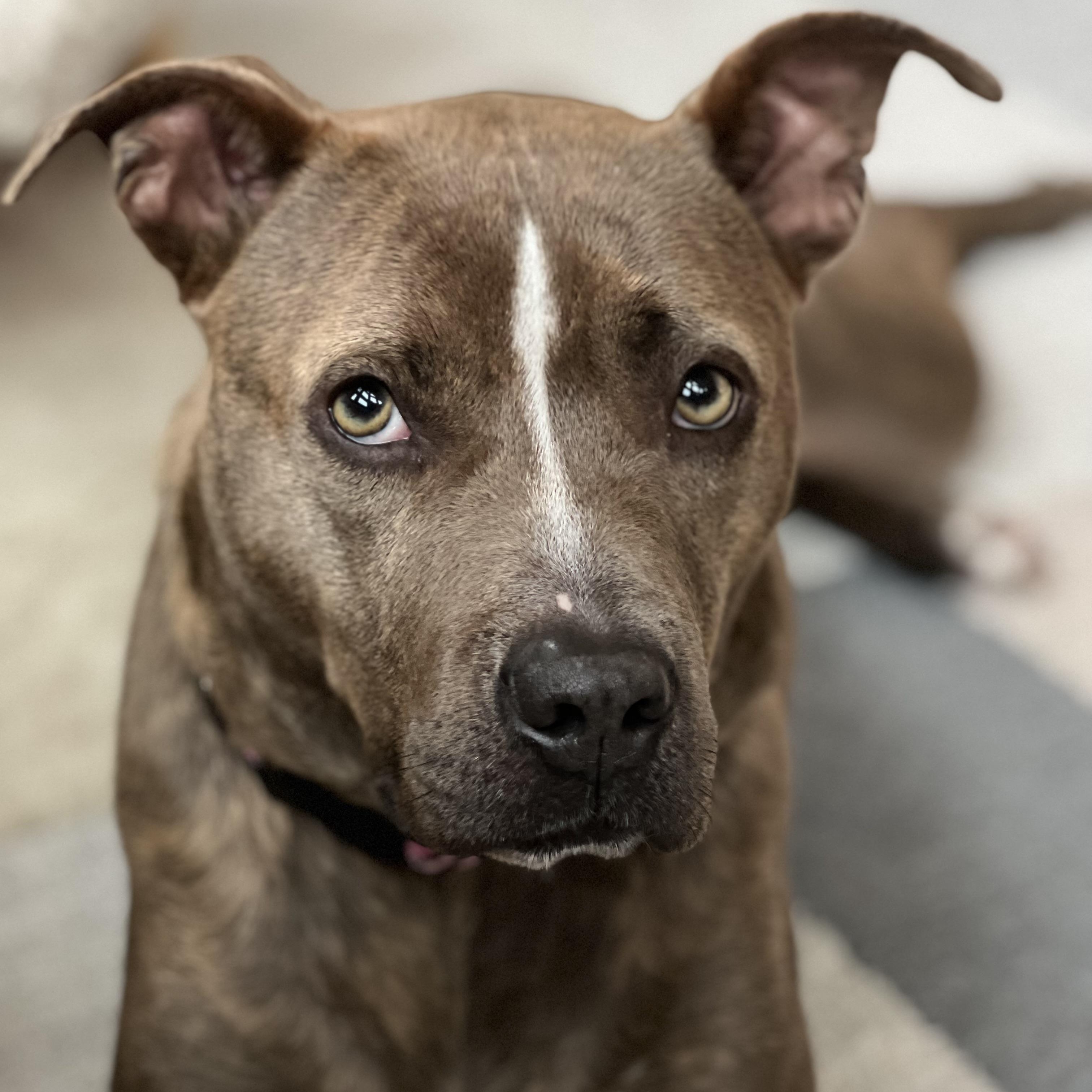 Laramie, an adopted mixed breed in Puyallup, WA image 6/6