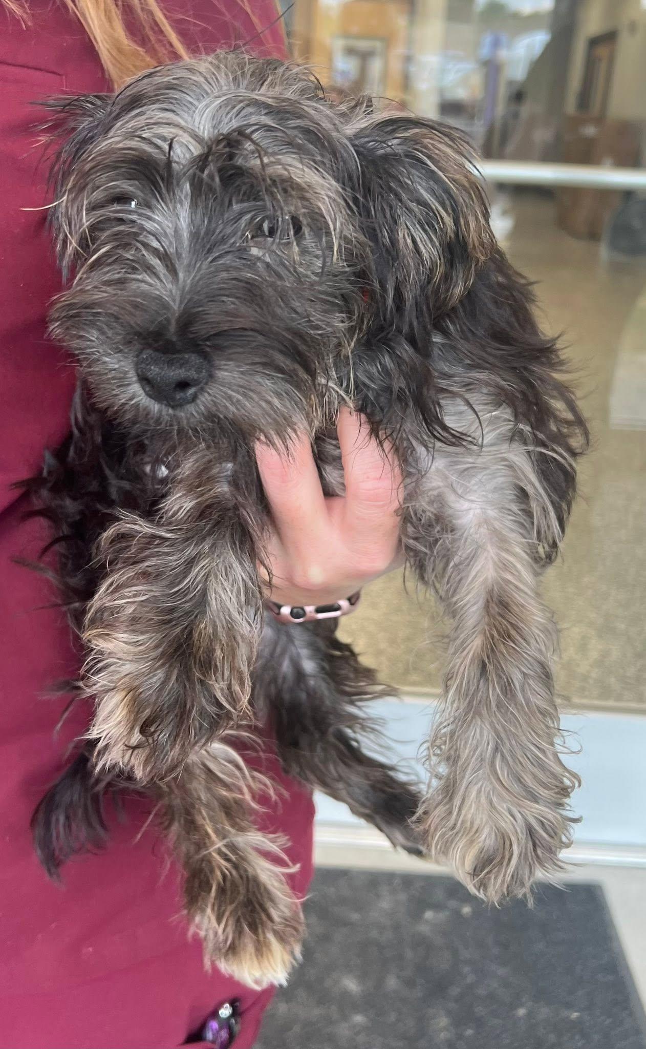Enlarge Blu, an adoptable Yorkshire Terrier in Middletown, NJ image 1/1