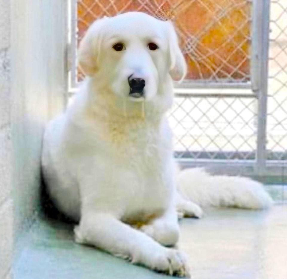 Enlarge Mr. Brody, an adoptable Great Pyrenees in San Diego, CA image 2/3