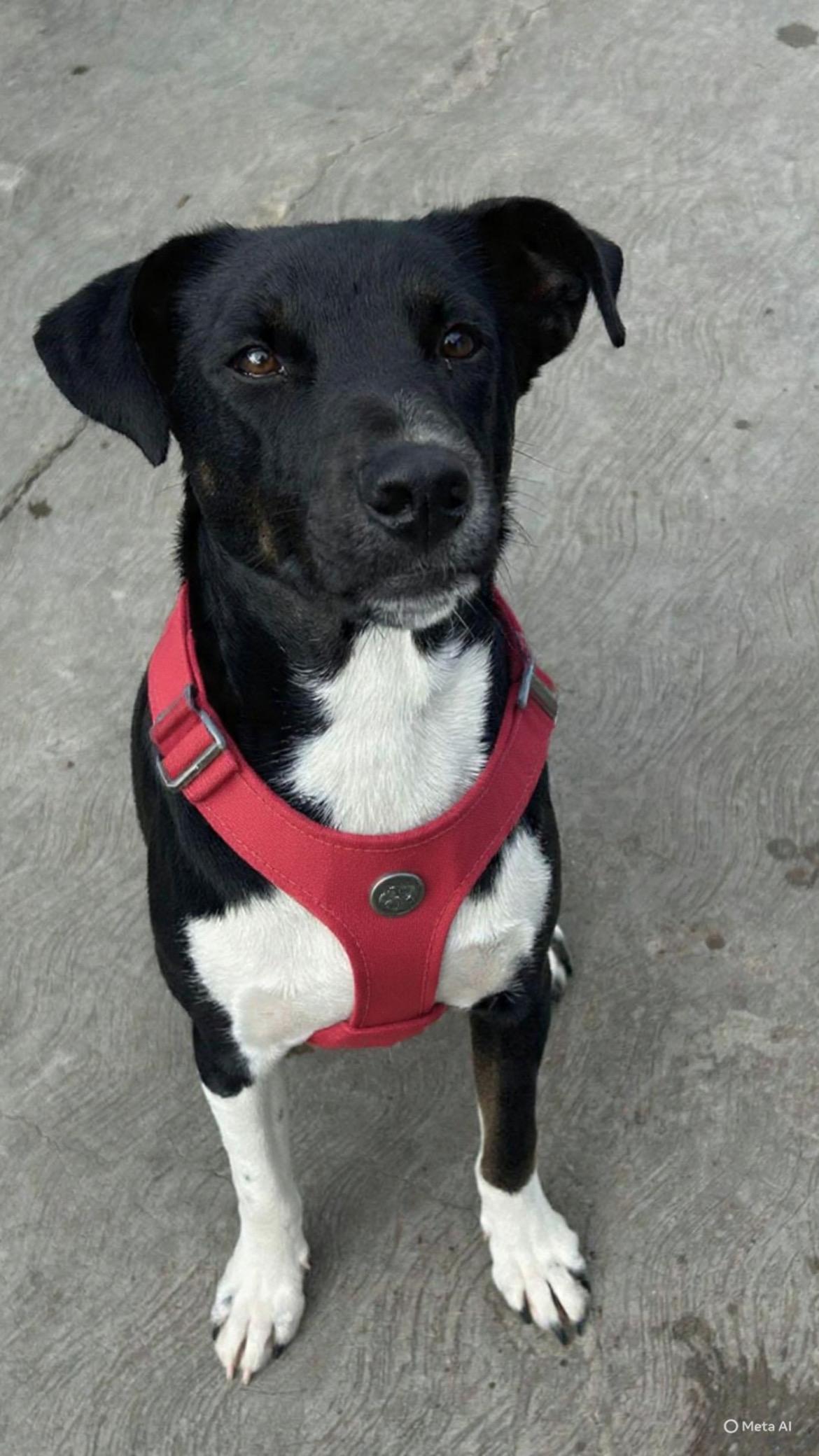 Danny, Adoptable, Young Male Labrador Retriever.