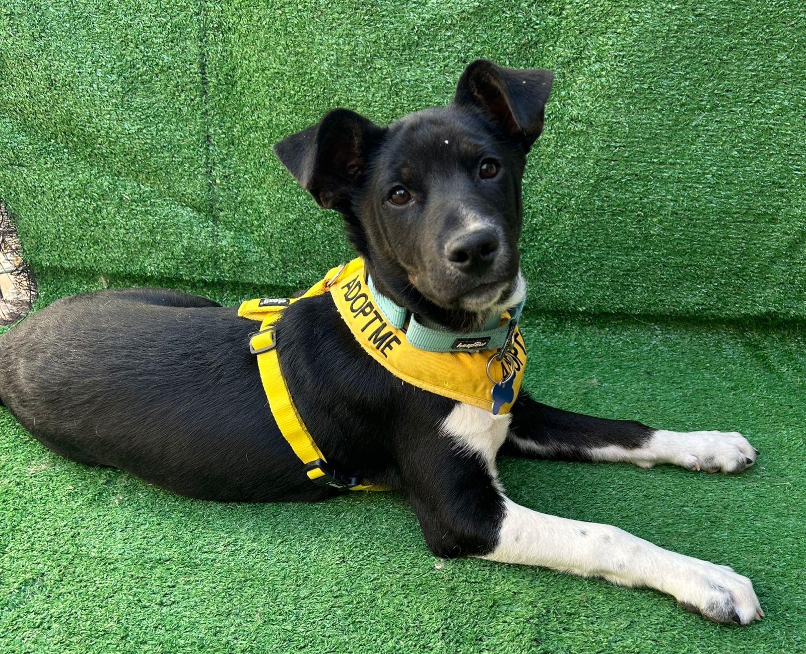 Danny, a Adoptable mixed breed in San Ysidro, CA image 1/6