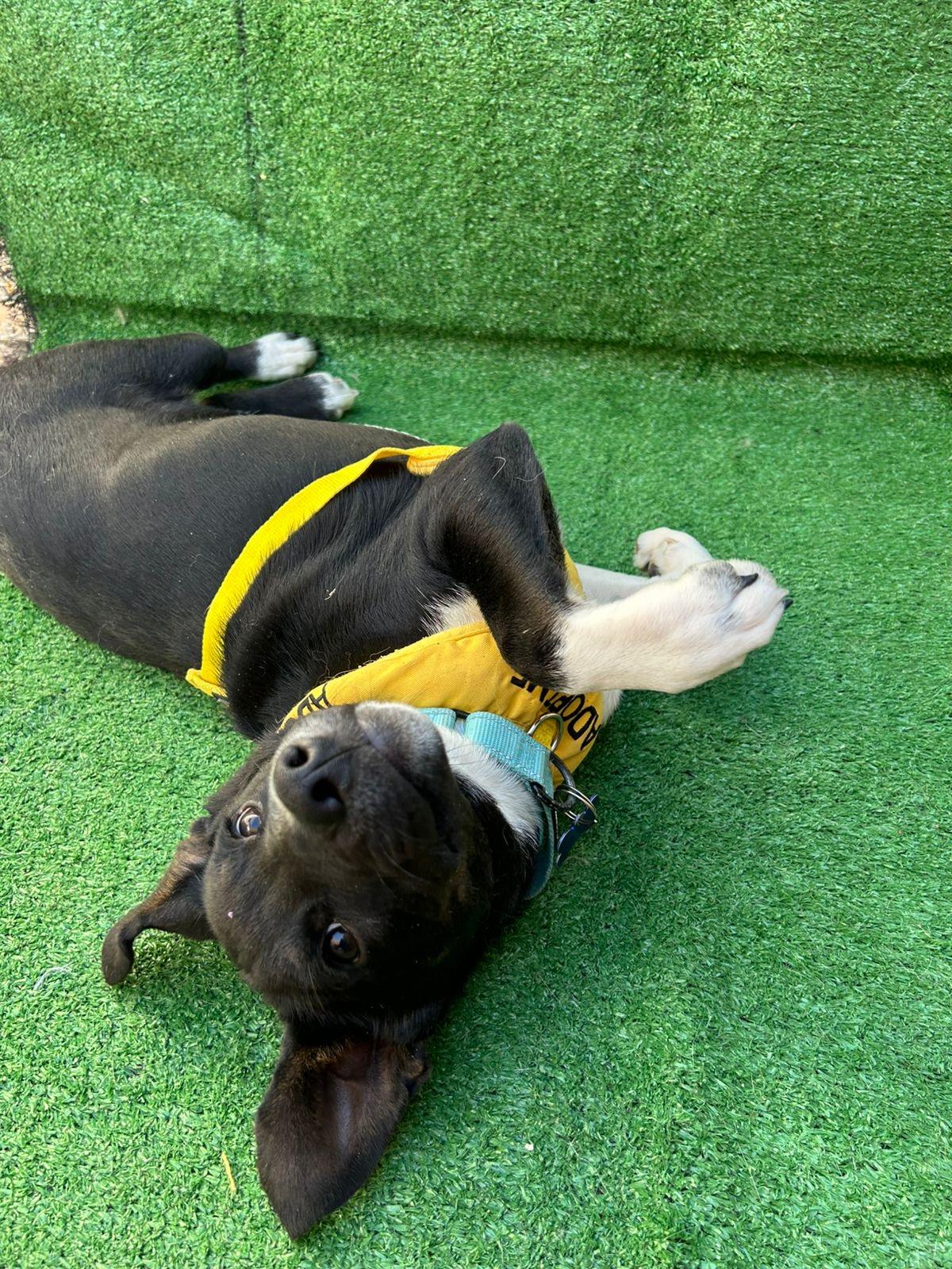 Danny, a Adoptable mixed breed in San Ysidro, CA image 5/6