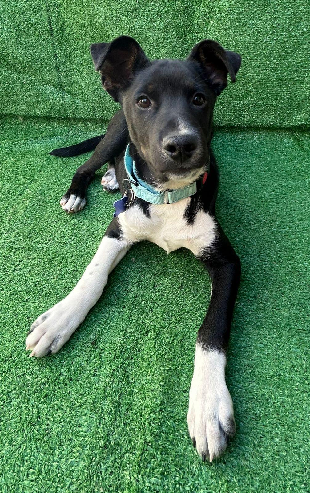 Danny, a Adoptable mixed breed in San Ysidro, CA image 2/6