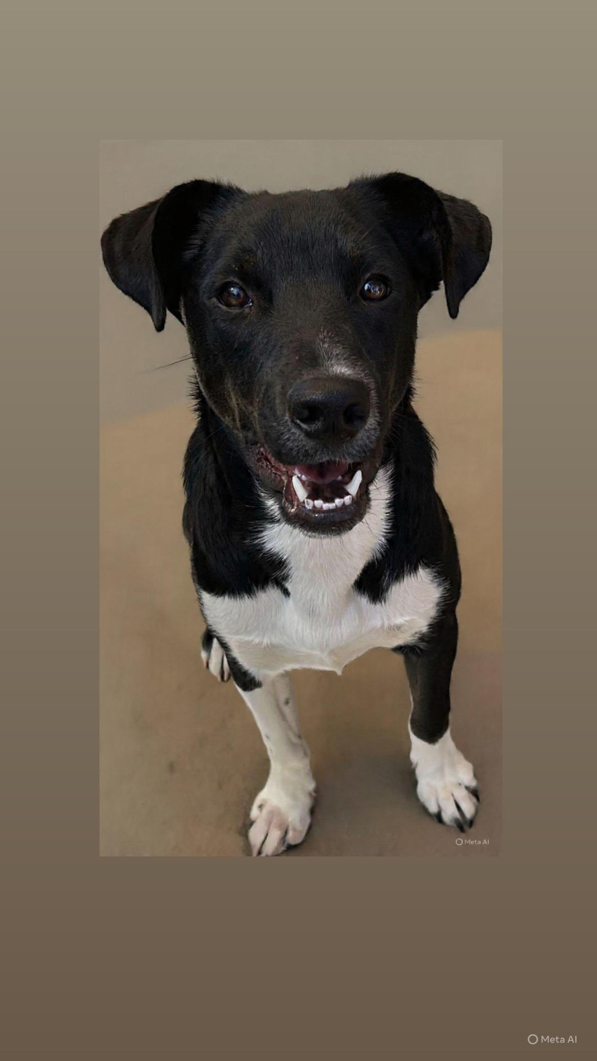 Enlarge Danny, a Adoptable mixed breed in San Ysidro, CA image 5/6