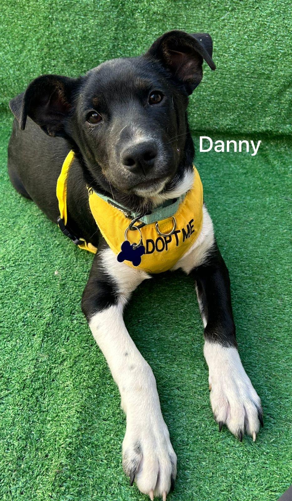 Danny, a Adoptable mixed breed in San Ysidro, CA image 3/6