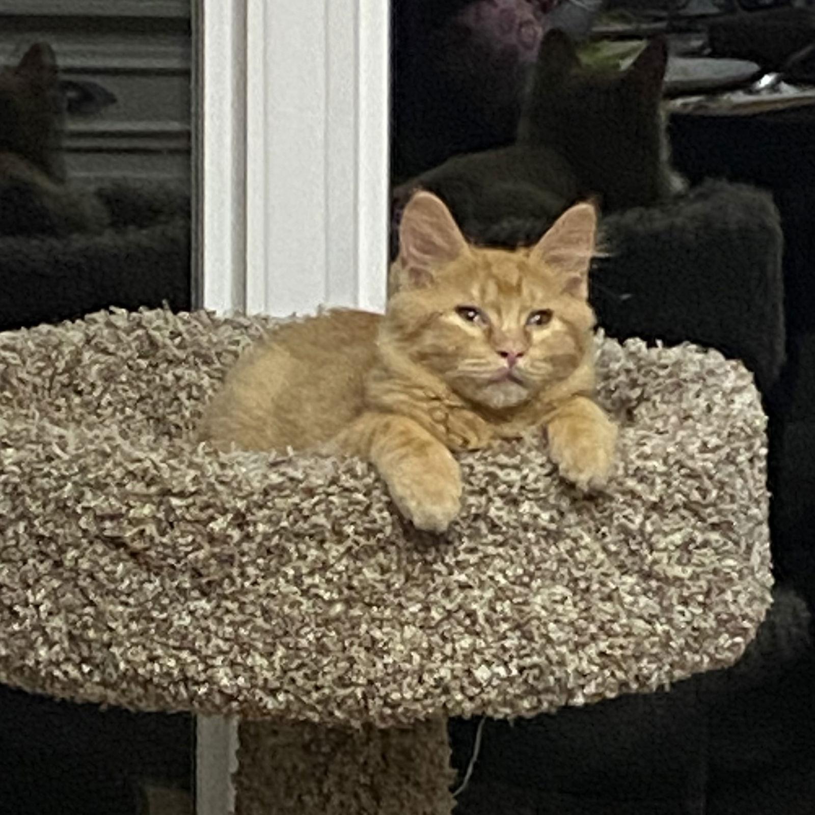 Enlarge Isengard, a Adopted Domestic Medium Hair in McKinney, TX image 1/3