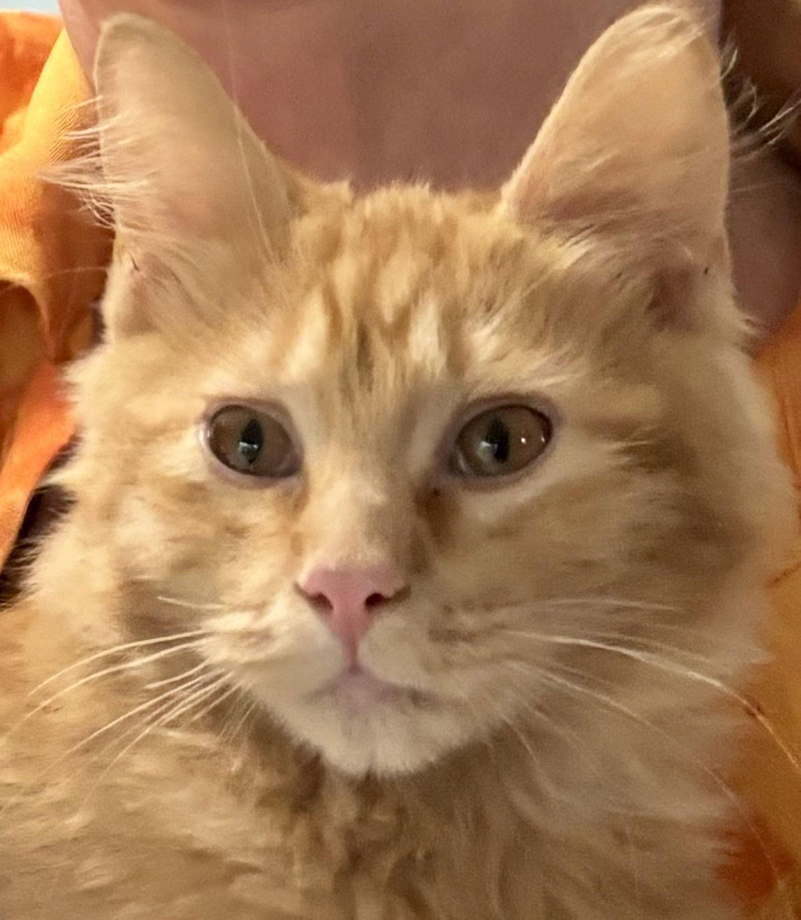 Enlarge Isengard, a Adopted Domestic Medium Hair in McKinney, TX image 2/3