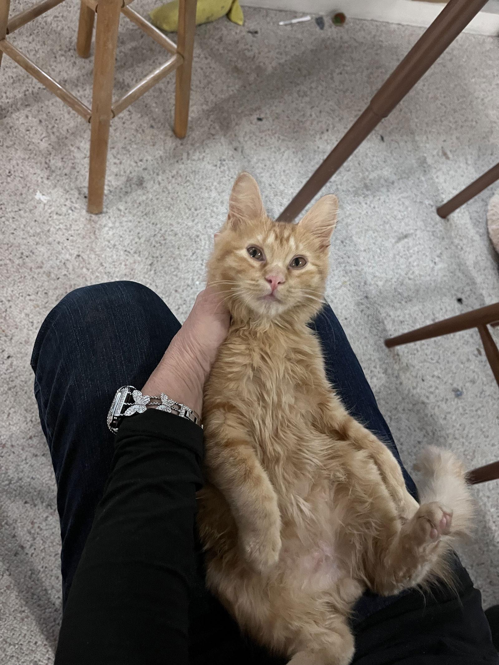 Enlarge Isengard, a Adopted Domestic Medium Hair in McKinney, TX image 3/3