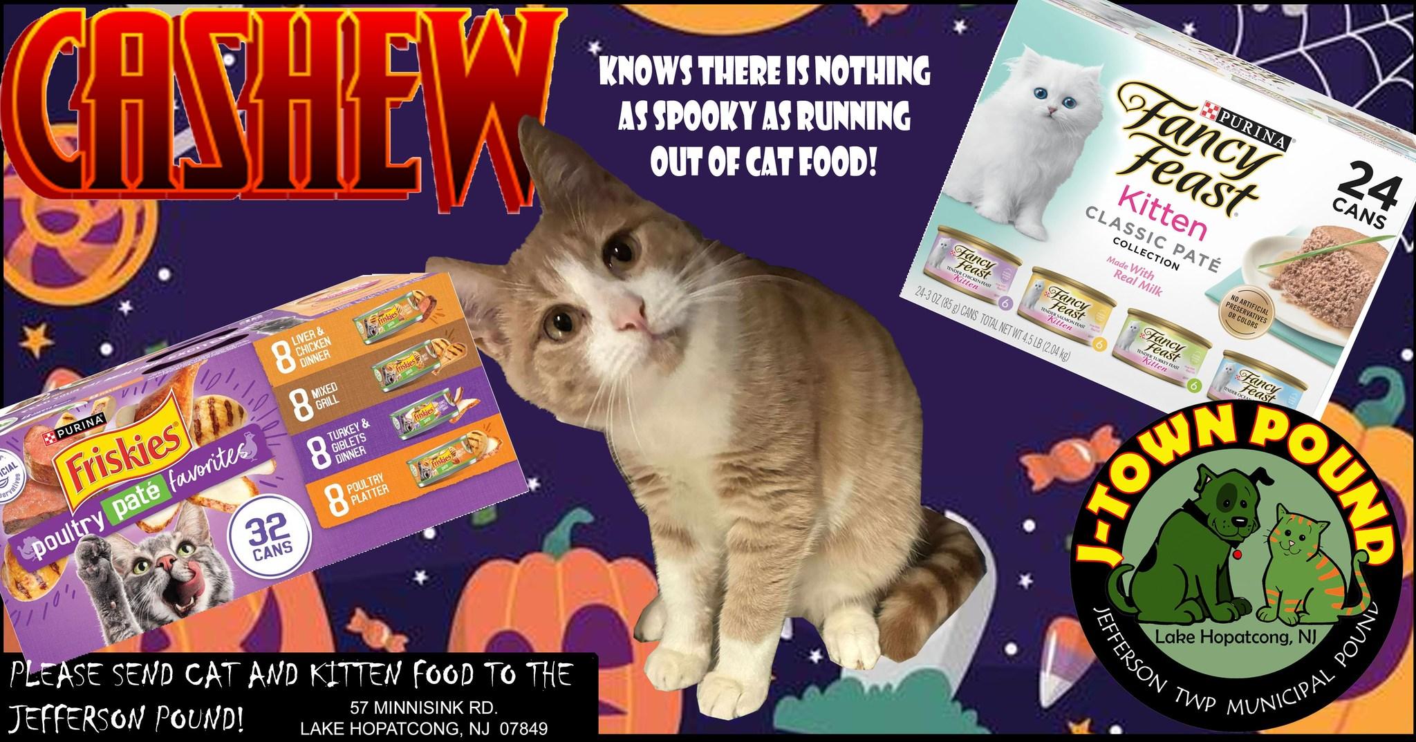 Cashew, a Adoptable Domestic Short Hair in Lake Hopatcong, NJ image 4/4