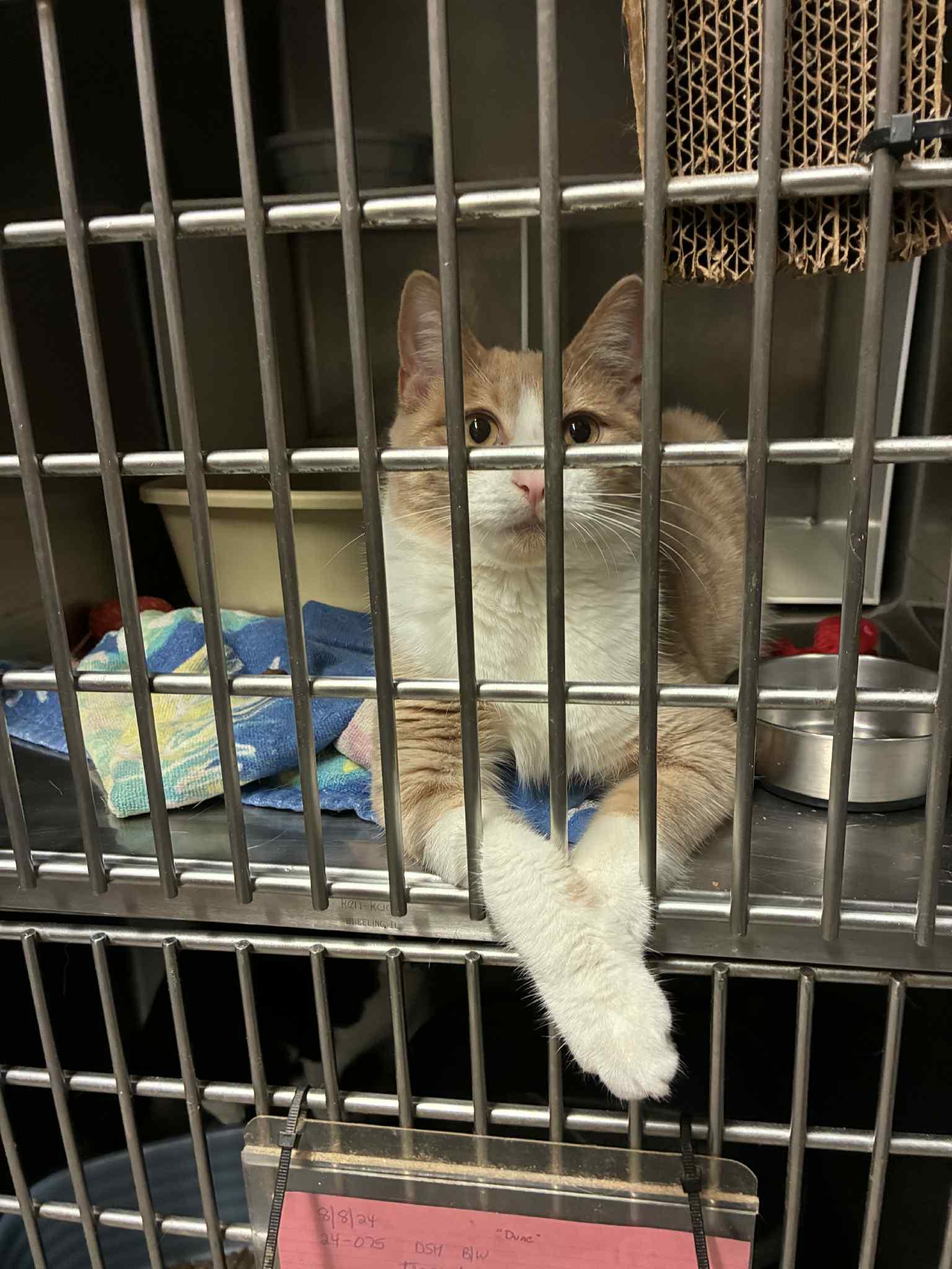 Cashew, Adoptable, Young Male Domestic Short Hair.