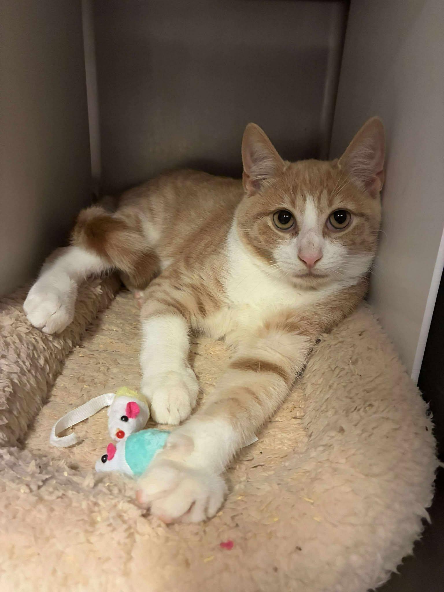 Cashew, a Adoptable Domestic Short Hair in Lake Hopatcong, NJ image 2/4