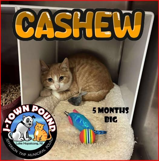 Cashew, a Adoptable Domestic Short Hair in Lake Hopatcong, NJ image 1/4