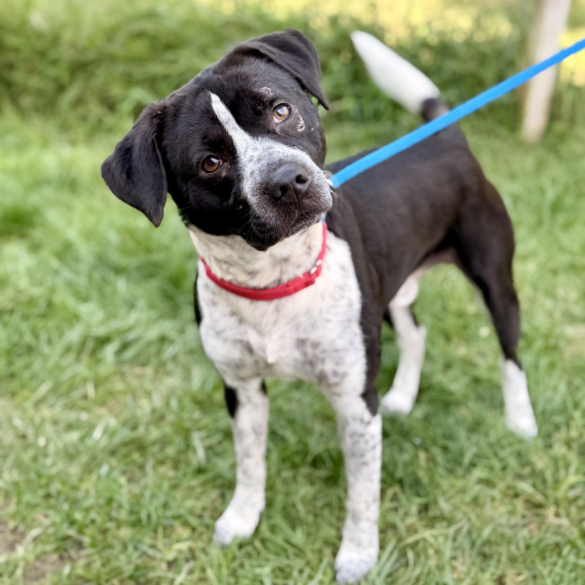 Enlarge Roscoe, a Adoptable mixed breed in Manahawkin, NJ image 2/3