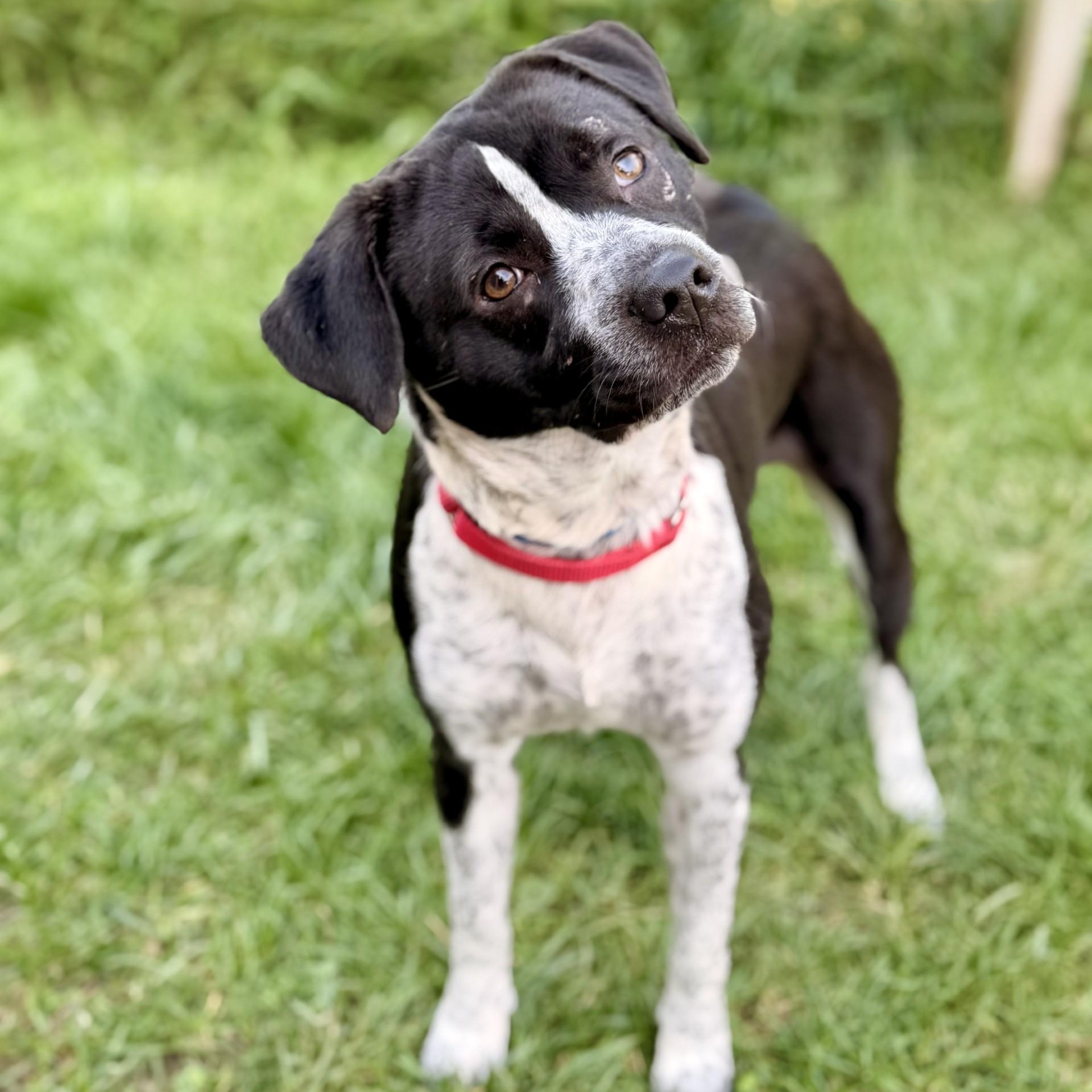 Roscoe, Adoptable, Adult Male German Shorthaired Pointer.