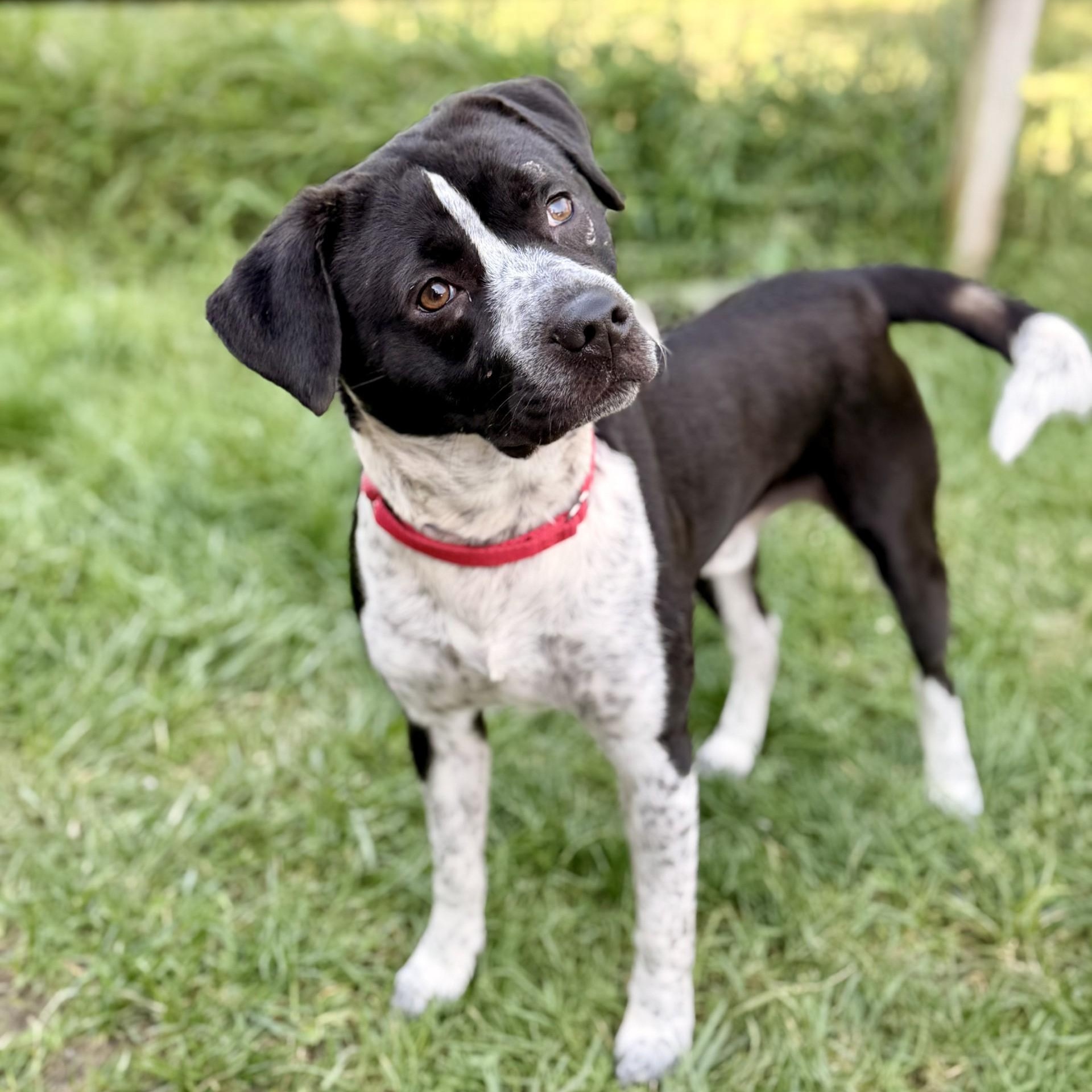Enlarge Roscoe, a Adoptable mixed breed in Manahawkin, NJ image 3/3