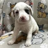 Enlarge Atlantis, an adoptable mixed breed in Portsmouth, OH image 2/3