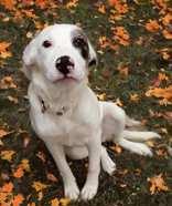 Enlarge Atlantis, an adoptable mixed breed in Portsmouth, OH image 1/3