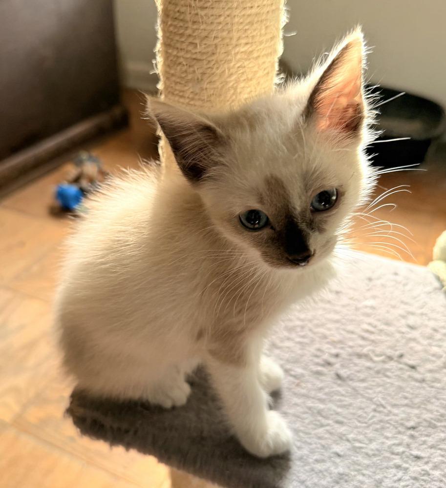 Donut, Adoptable, Kitten Female Siamese.