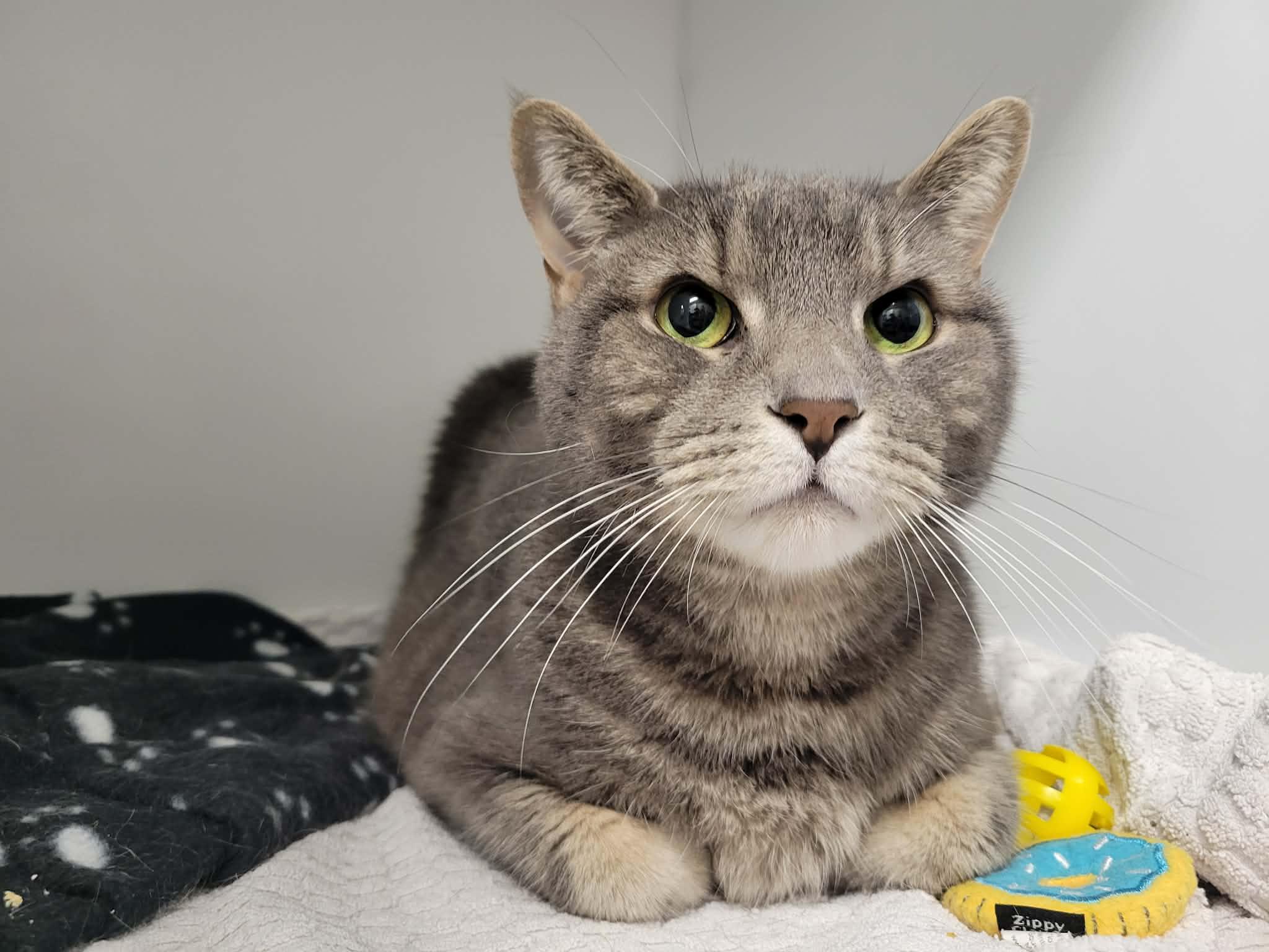 Enlarge Kiki, an adopted Domestic Short Hair in Delson, QC image 1/1