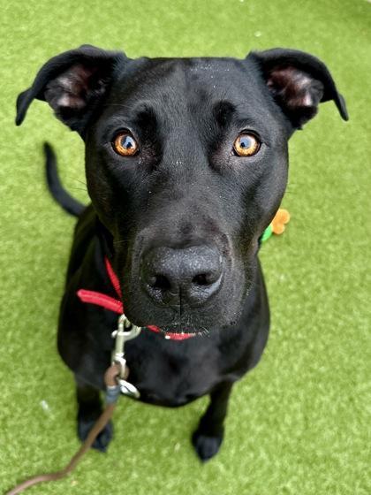 Enlarge Nemo, a Adoptable mixed breed in Wichita, KS image 2/3