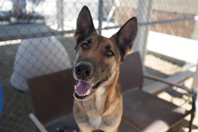 Enlarge TERRA, a Adoptable German Shepherd Dog in Thousand Palms, CA image 2/2