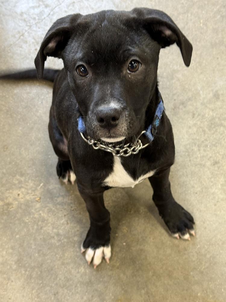 Enlarge Nellie, a Adoptable mixed breed in Papillion, NE image 1/1