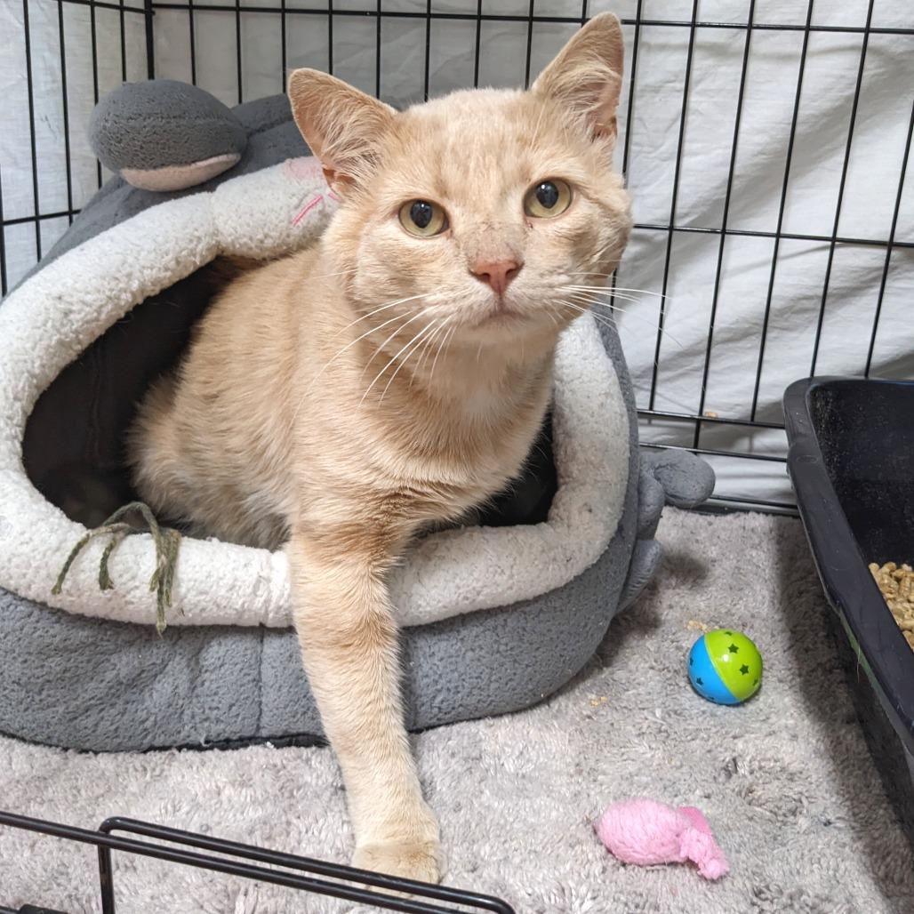 Hector -Washington PetSmart, Adoptable, Adult Male Domestic Short Hair.