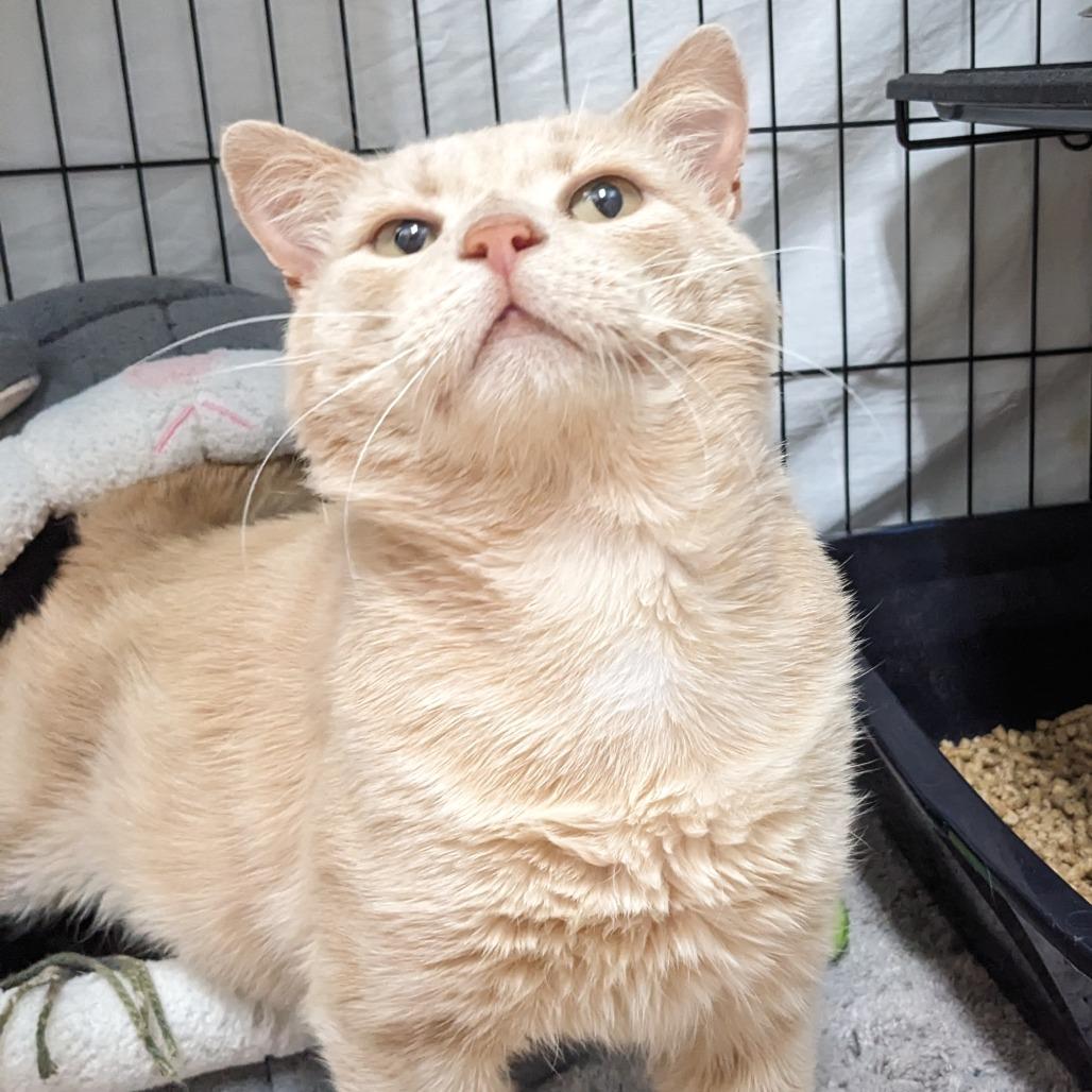 Enlarge Hector -Washington PetSmart, a Adoptable Domestic Short Hair in Union, MO image 2/2