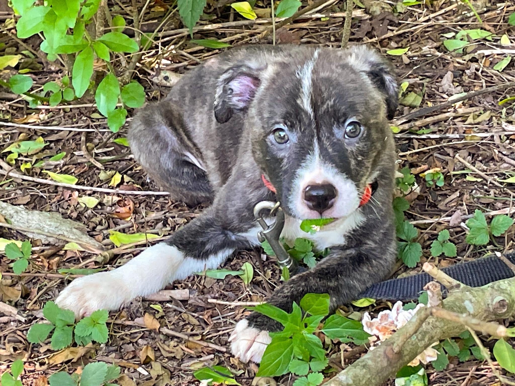 Ranger 2