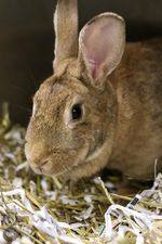 bunnies, a Adoptable mixed breed in Toledo, OH image 2/8
