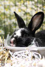 bunnies, Adoptable, Adult Male American.