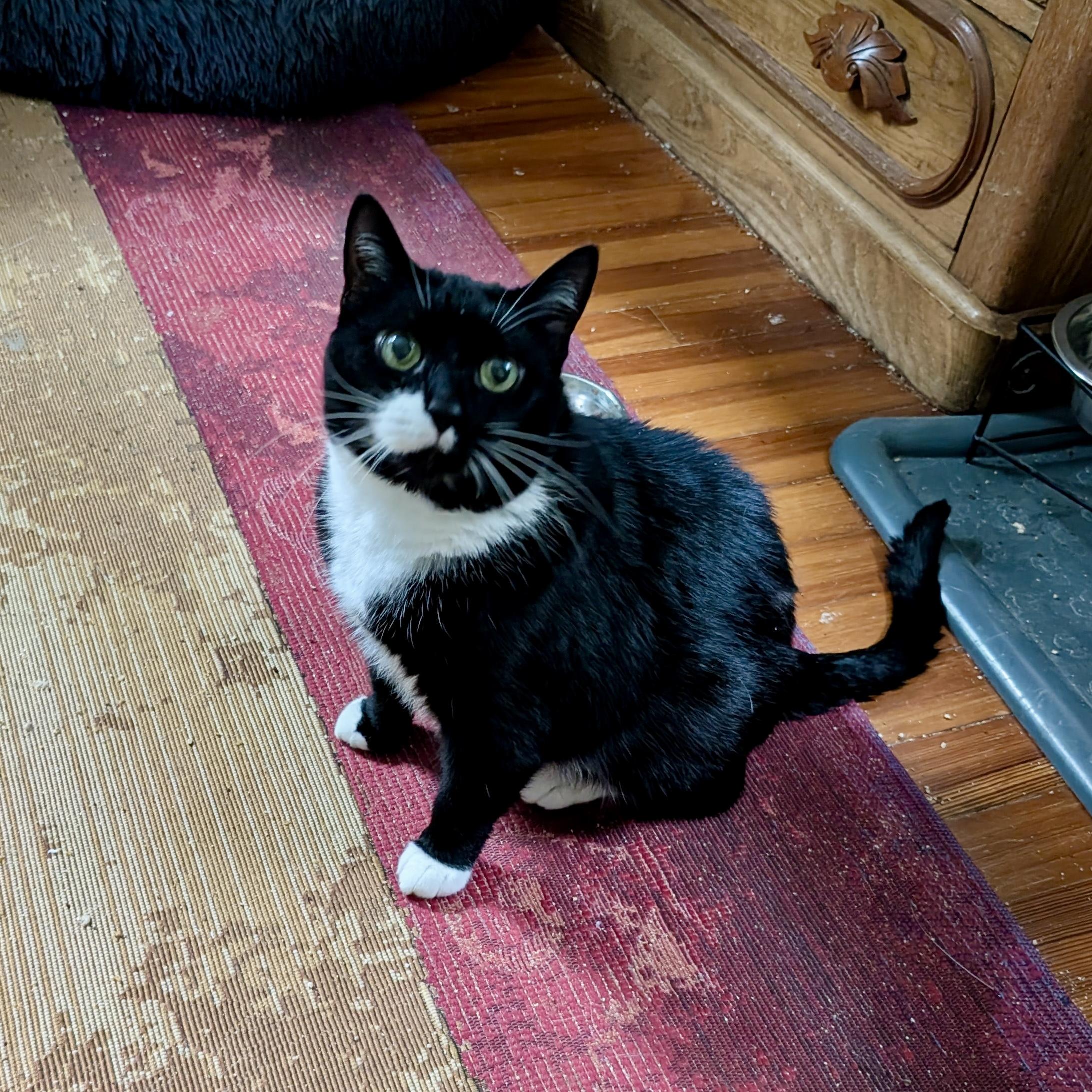 Poppy 3, Adoptable, Adult Female Tuxedo.