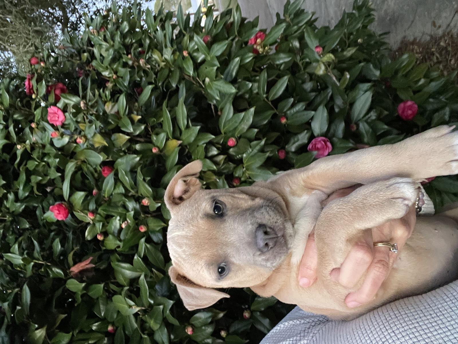 Willow, Adoptable, Puppy Female Mixed Breed.