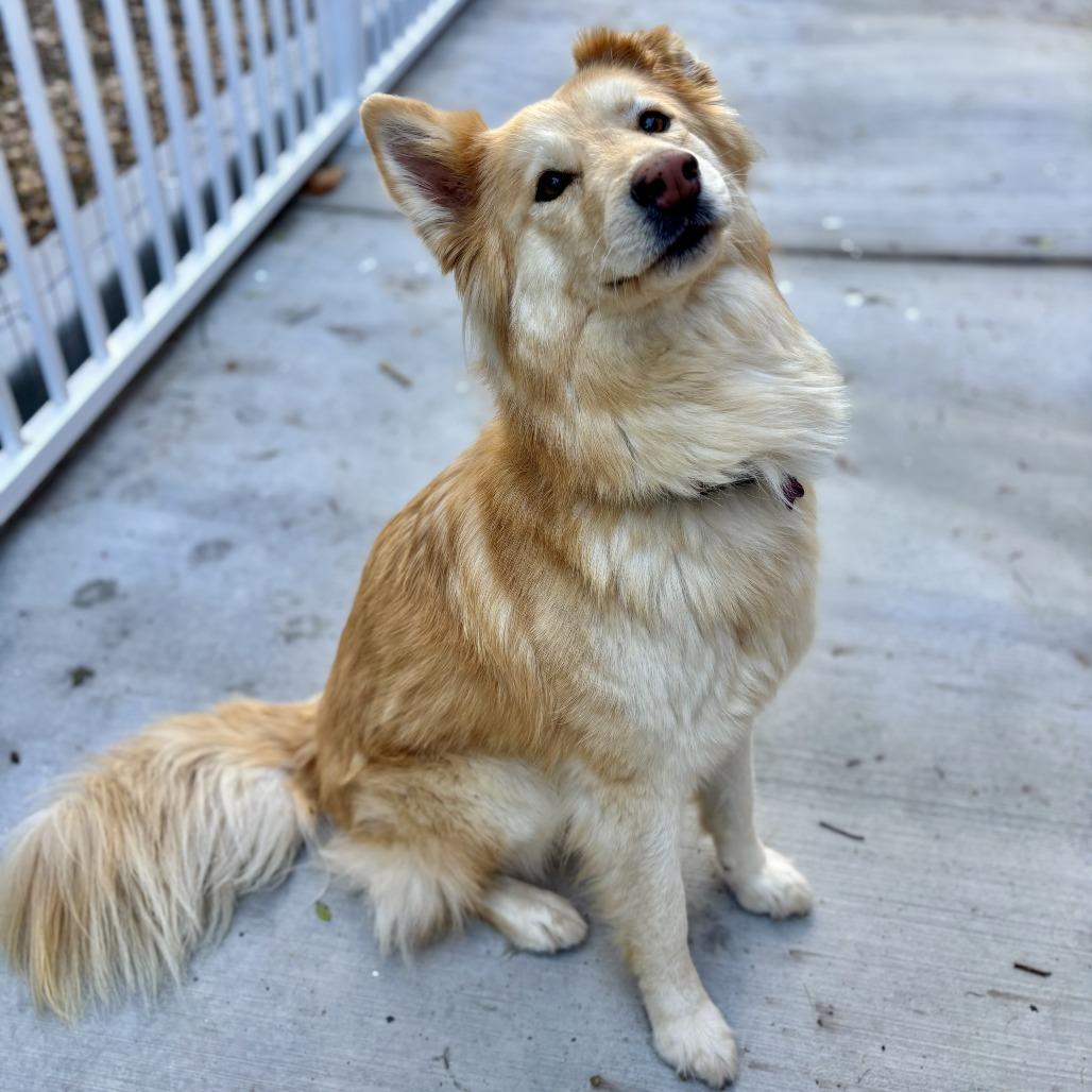 Shelby, a Adoptable Golden Retriever in Agoura Hills, CA image 1/5