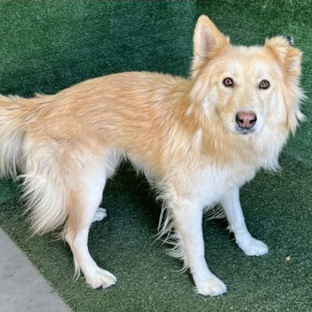 Shelby, a Adoptable Golden Retriever in Agoura Hills, CA image 2/5