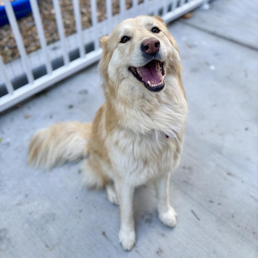 Shelby, a Adoptable Golden Retriever in Agoura Hills, CA image 3/5