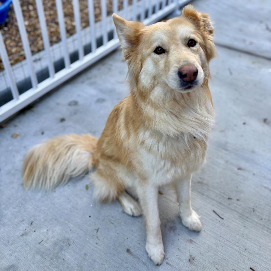 Shelby, a Adoptable Golden Retriever in Agoura Hills, CA image 5/5