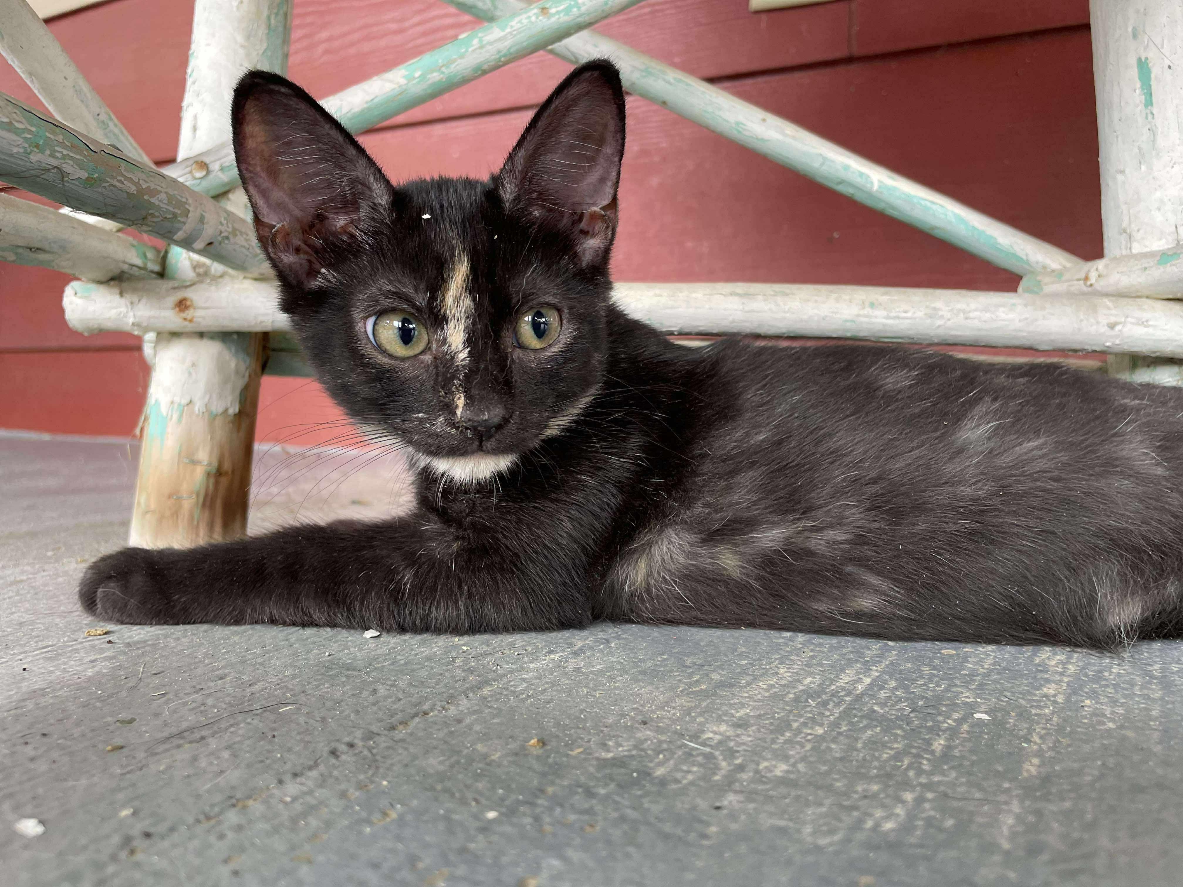 Marionette thumbnail 3