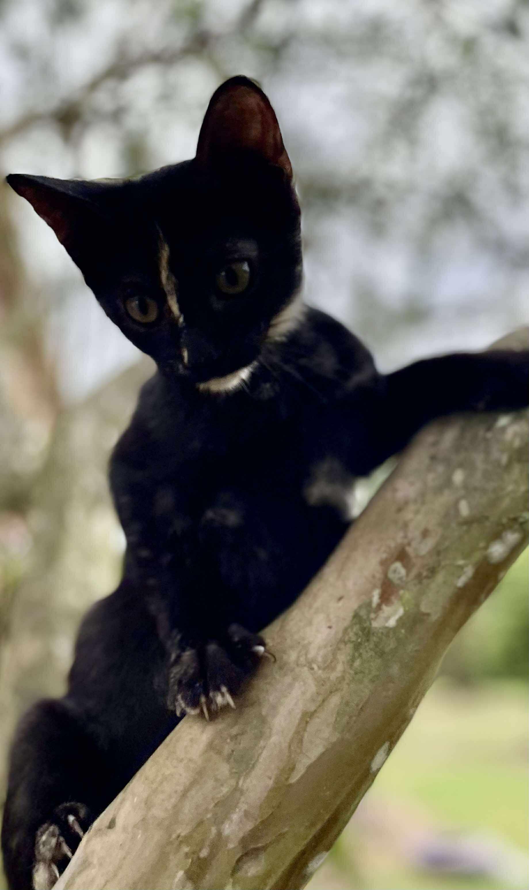 Marionette thumbnail 4