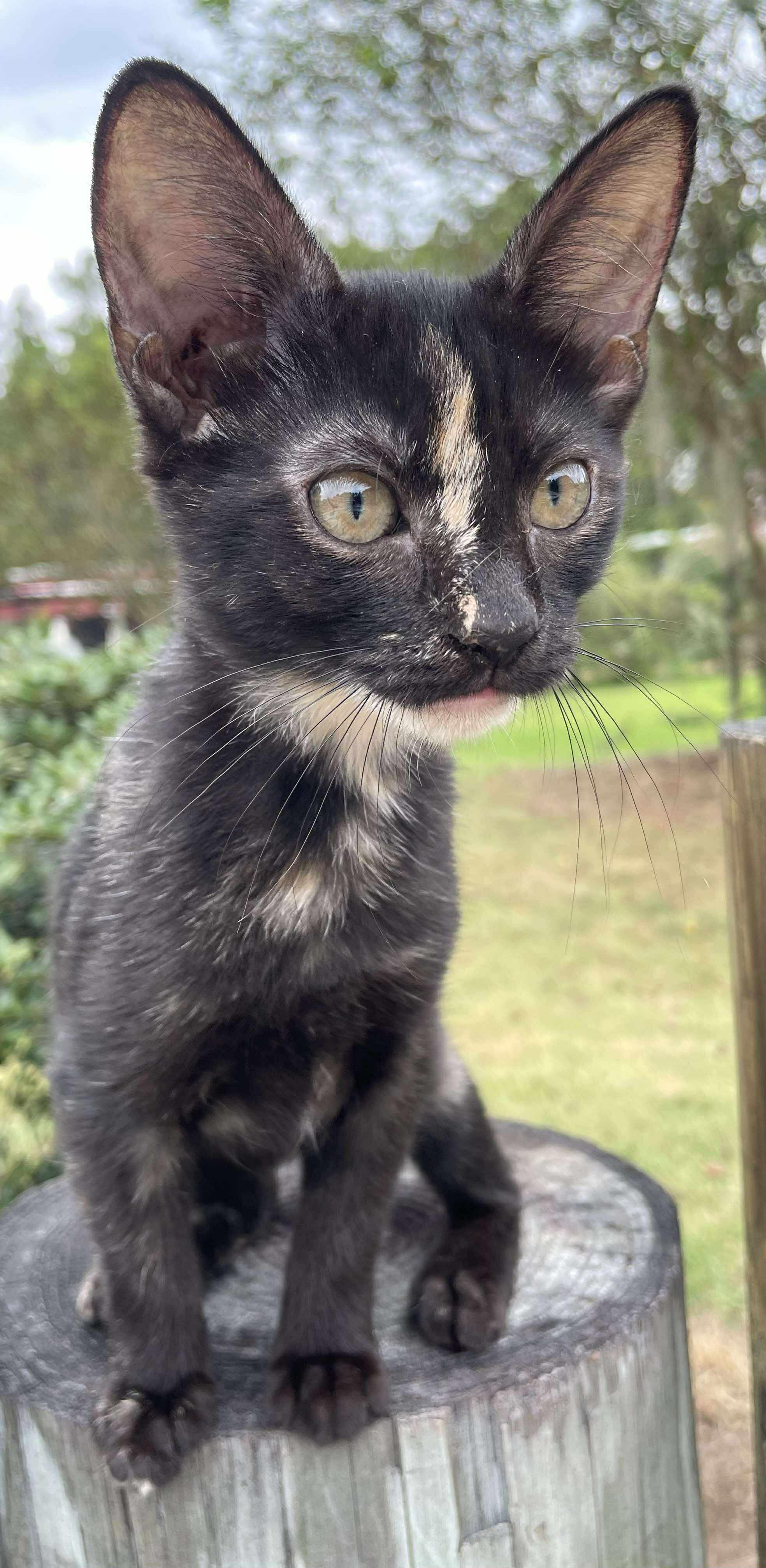 Marionette thumbnail 2