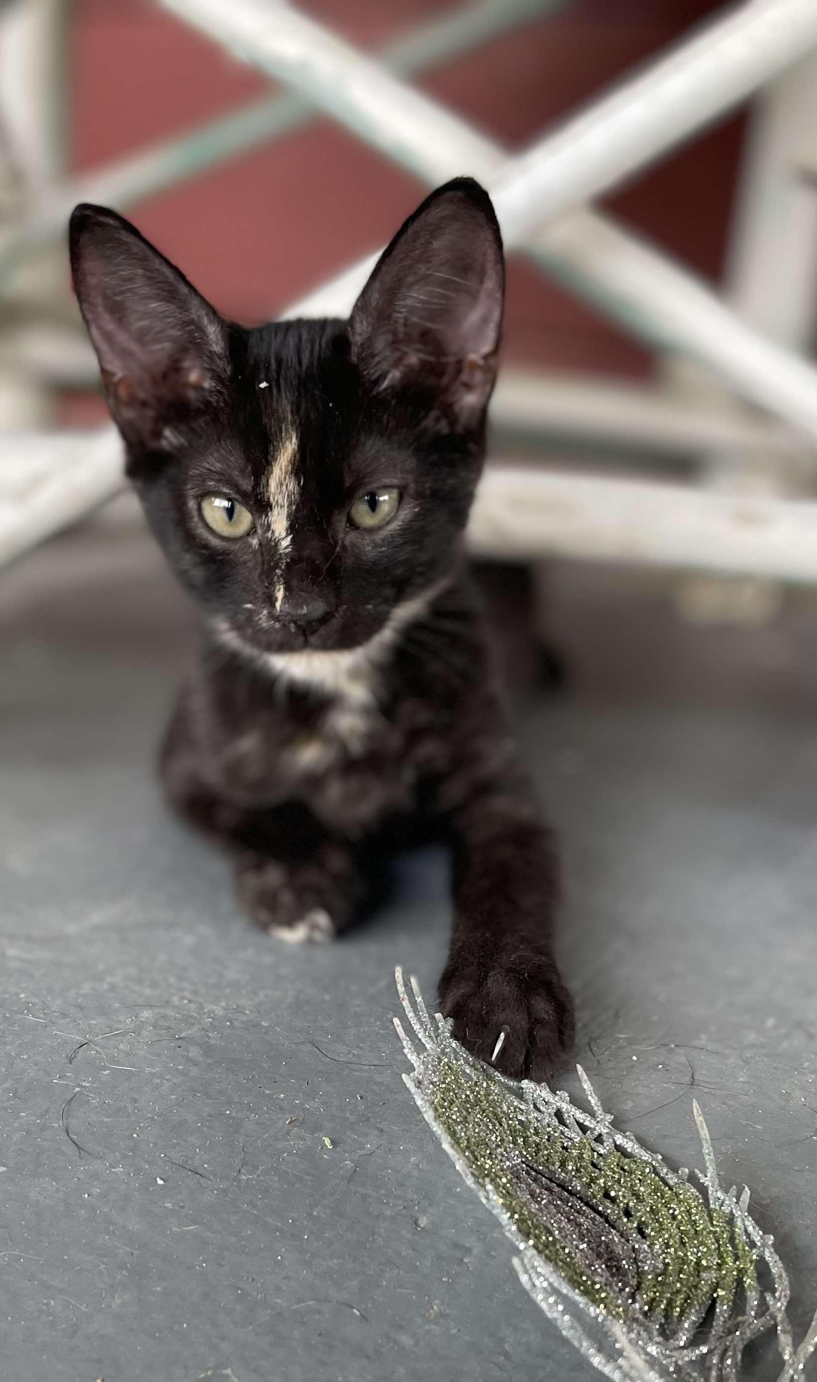 Marionette thumbnail 5