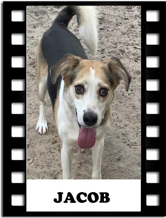 Jackie (Jacob), Adoptable, Adult Female Husky.