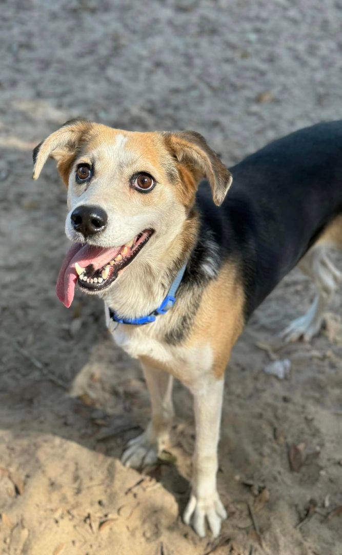 Jackie (Jacob), a Adoptable mixed breed in Navarre, FL image 2/4